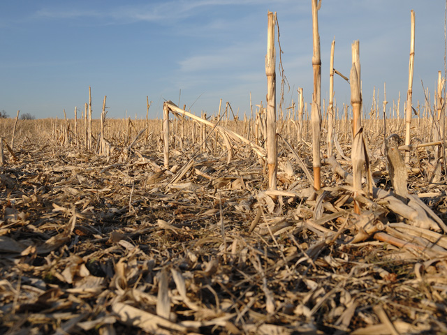 After a favorable dry pattern, fields of cornstalks are widespread across the U.S. (Photo by Jim Patrico)